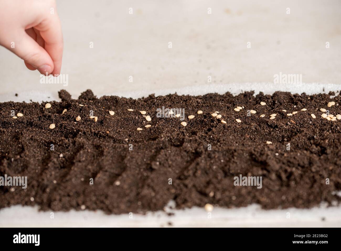 Close up farmer hand sawing seed on back soil with sunlight background in morning time Stock Photo