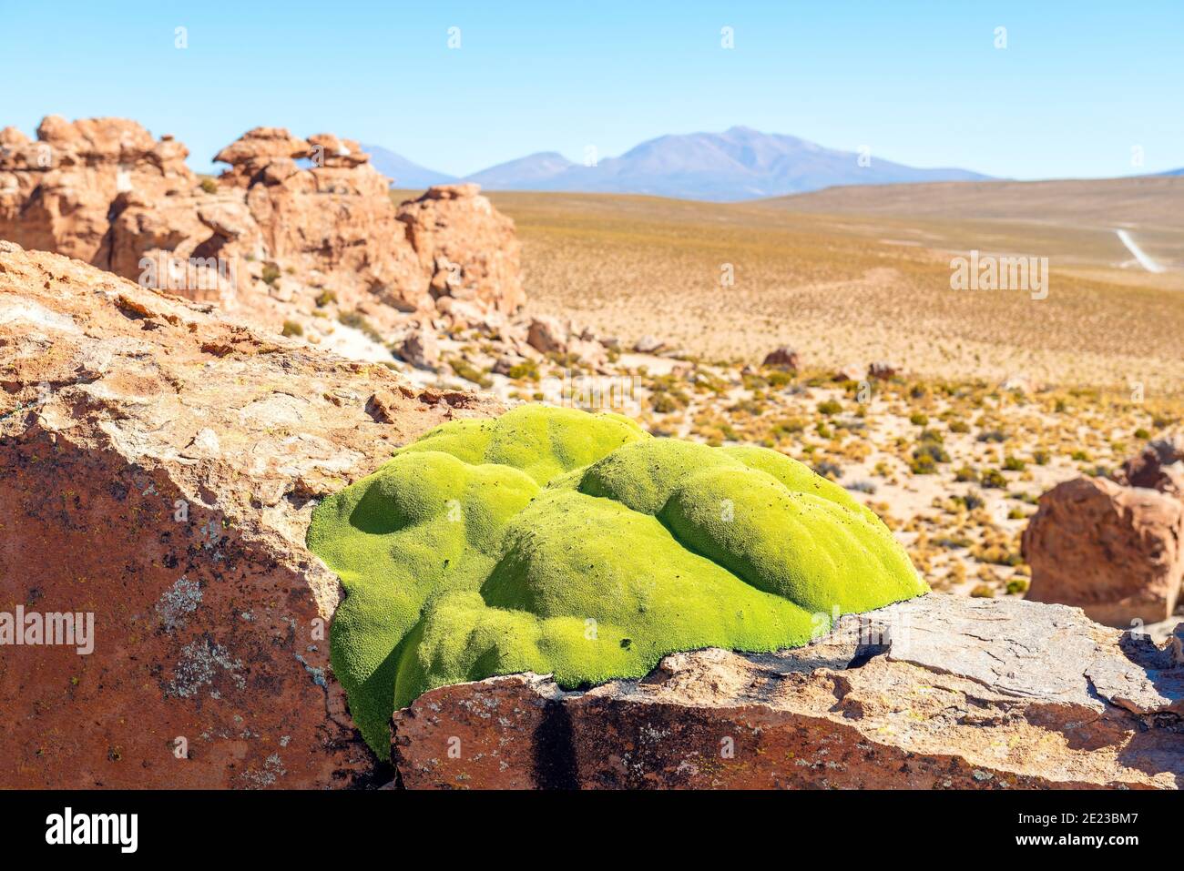 Yareta plant (Azorella compacta) in the valley of rocks (Valle de Rocas), Uyuni, Bolivia. Stock Photo