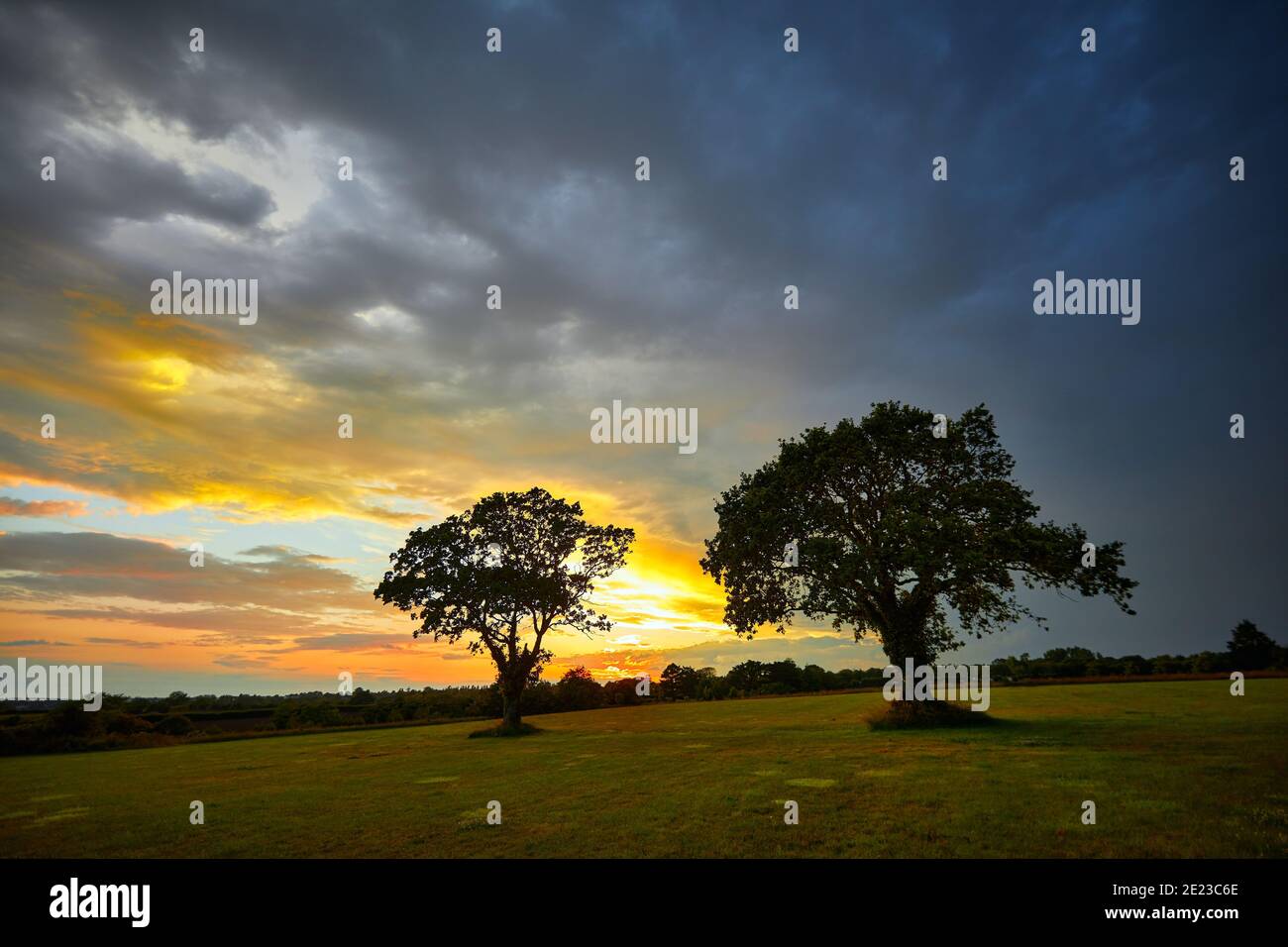Image of trees in grass field with sunset and moody sky Stock Photo - Alamy