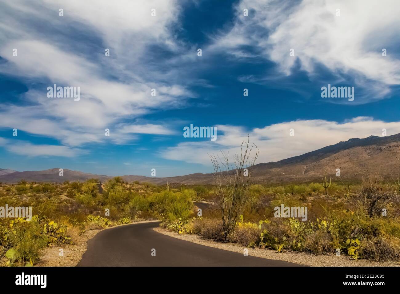 Desert landscape along the Cactus Forest Drive in the Rincon Mountain District of Saguaro National Park, Arizona, USA Stock Photo