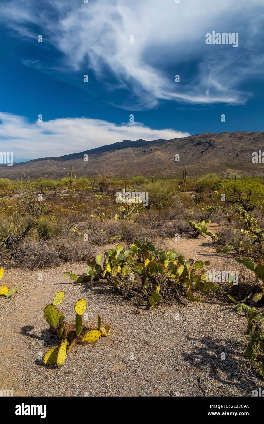 Desert landscape along the Cactus Forest Drive in the Rincon Mountain District of Saguaro National Park, Arizona, USA Stock Photo