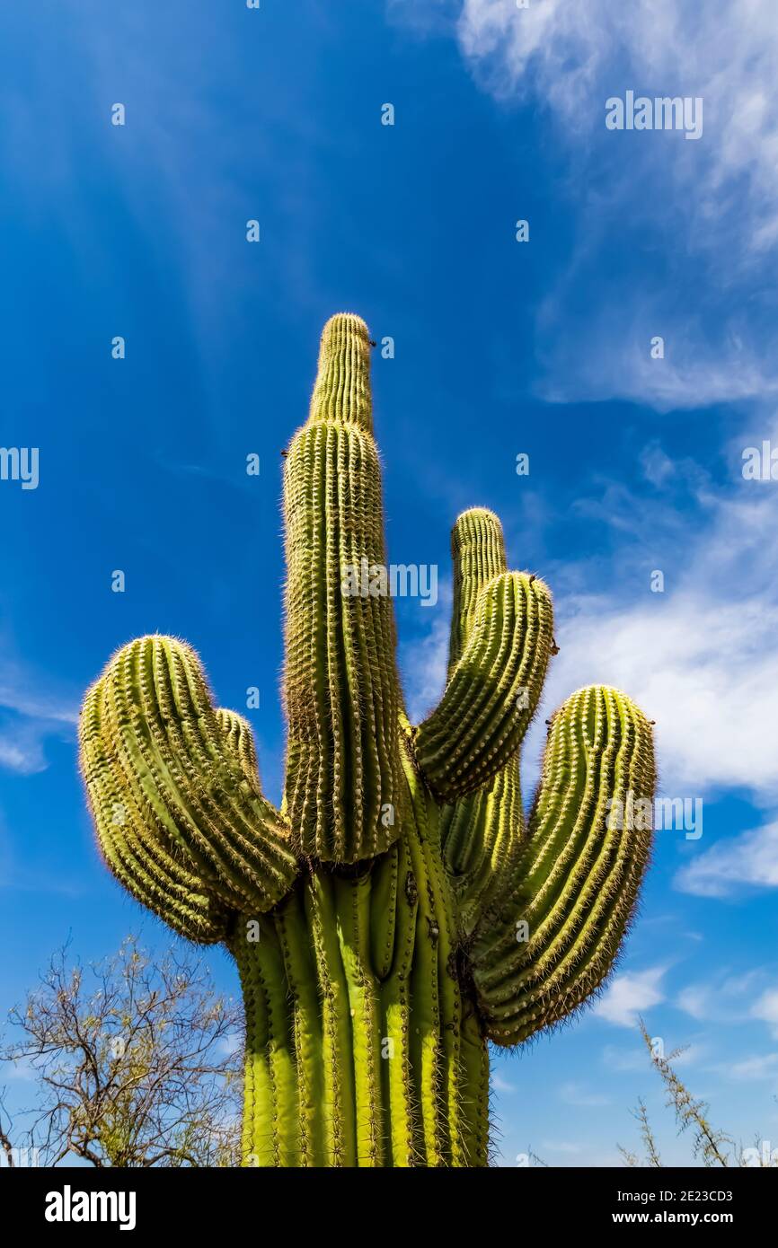 Tall cactus plants sonoran desert hi-res stock photography and images ...