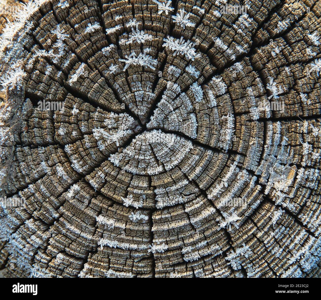 Frosted tree trunk during sunrise Stock Photo - Alamy
