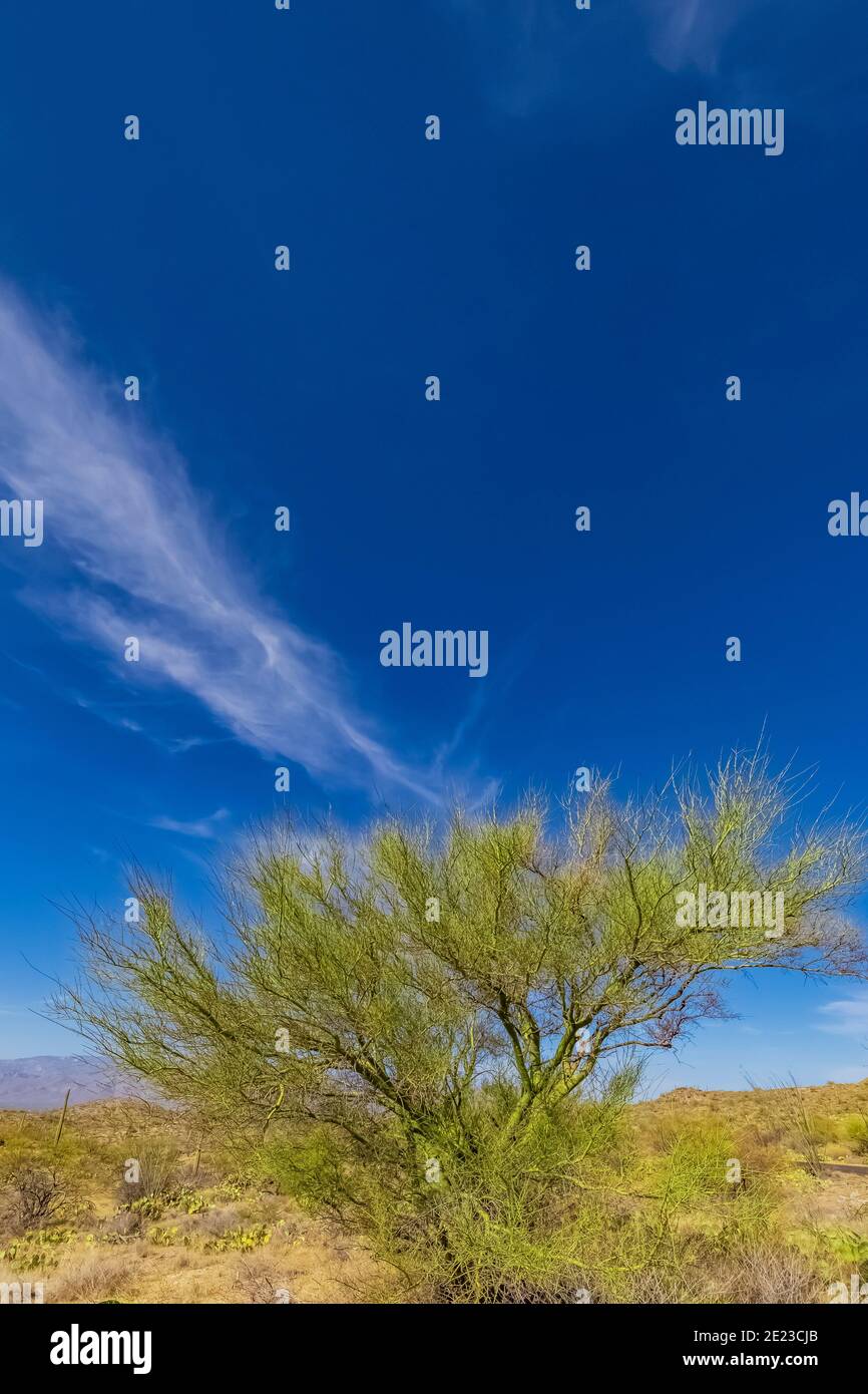 Palo Verde tree in the Rincon Mountain District of Saguaro National Park, Arizona, USA Stock Photo
