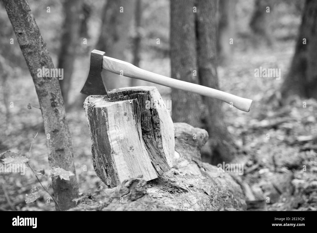 Split and cut. Large axe in stump. Splitting axe on natural landscape
