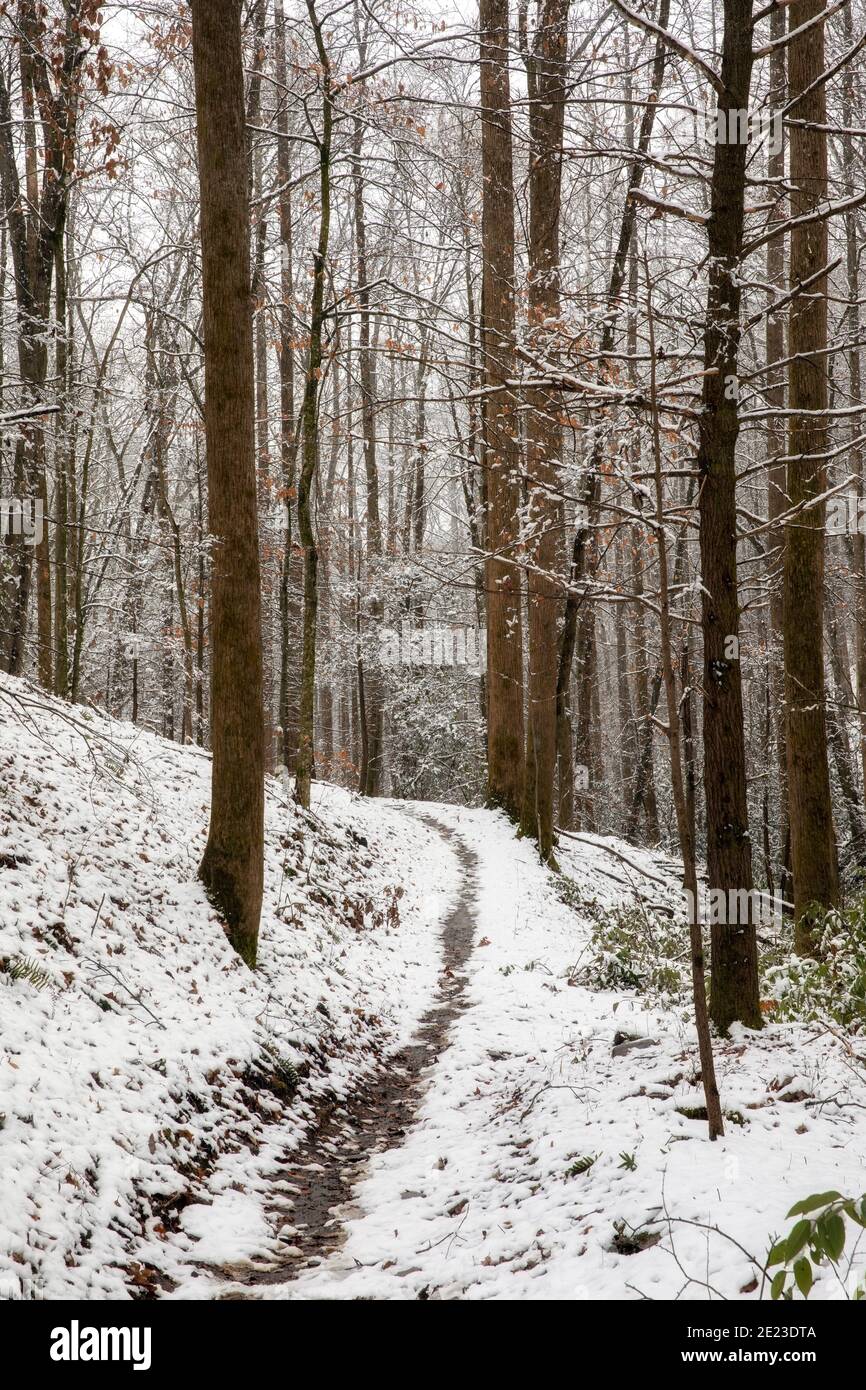 Snowy forest trail - Sycamore Cove Trail - Pisgah National Forest, Brevard, North Carolina, USA Stock Photo