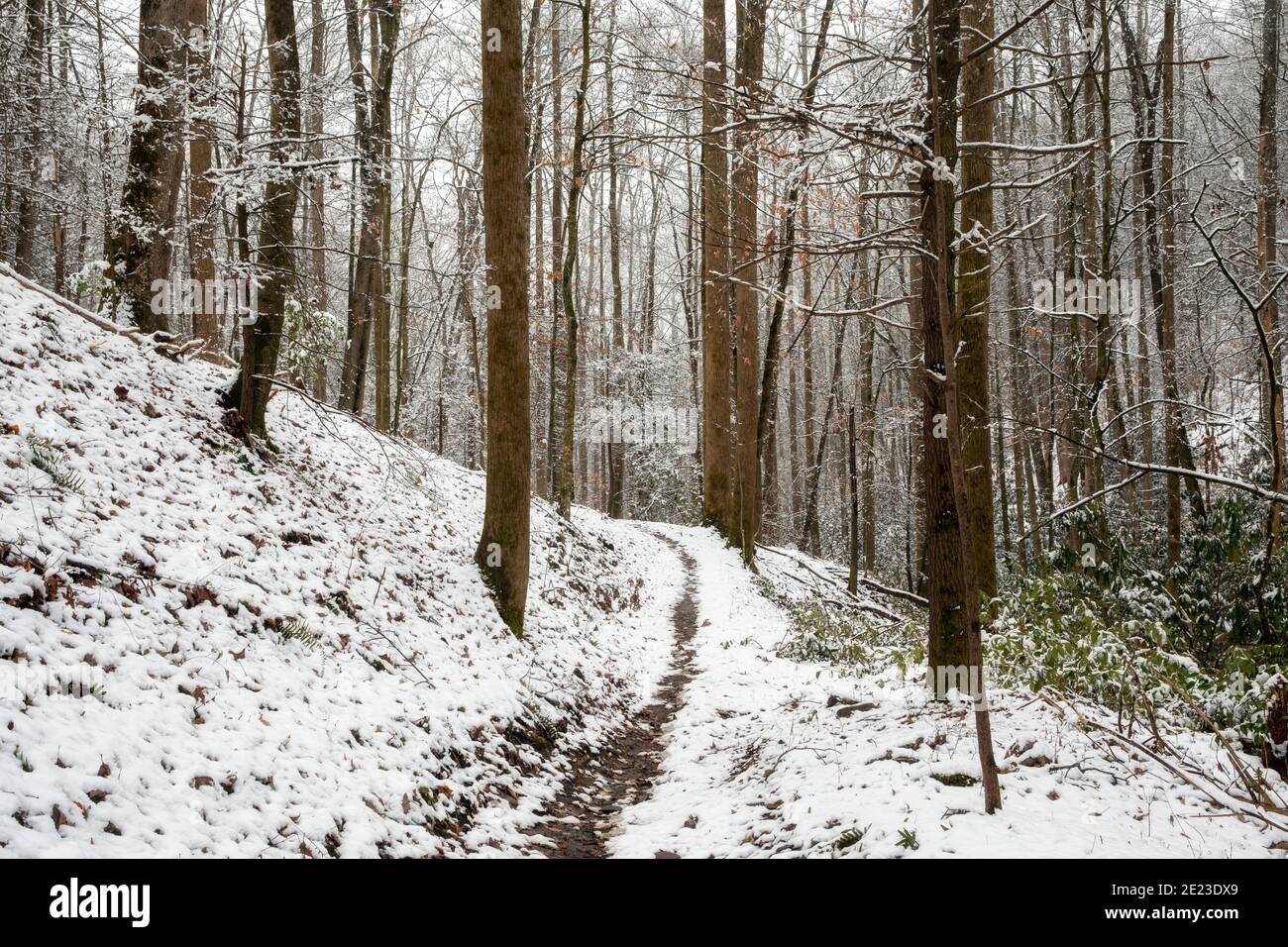 Snowy forest trail - Sycamore Cove Trail - Pisgah National Forest, Brevard, North Carolina, USA Stock Photo
