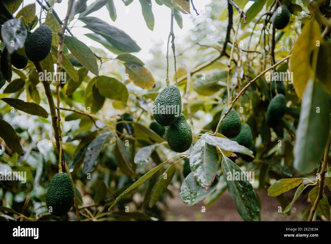 Hass Avocados fruit hanging from the tree in a rainy winter day Stock Photo Alamy