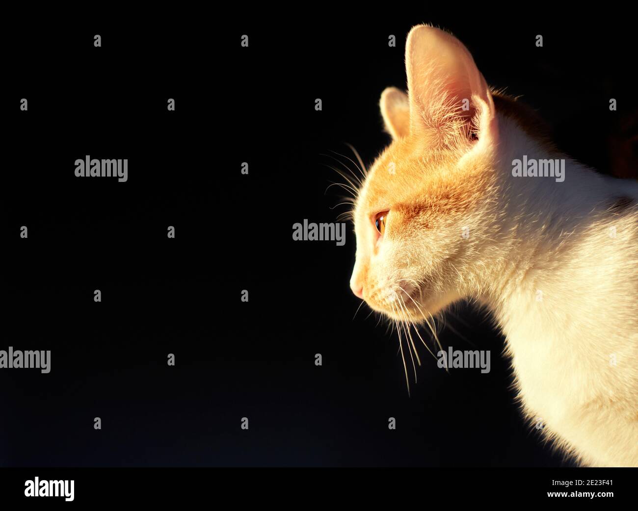 funny cat (profile picture)