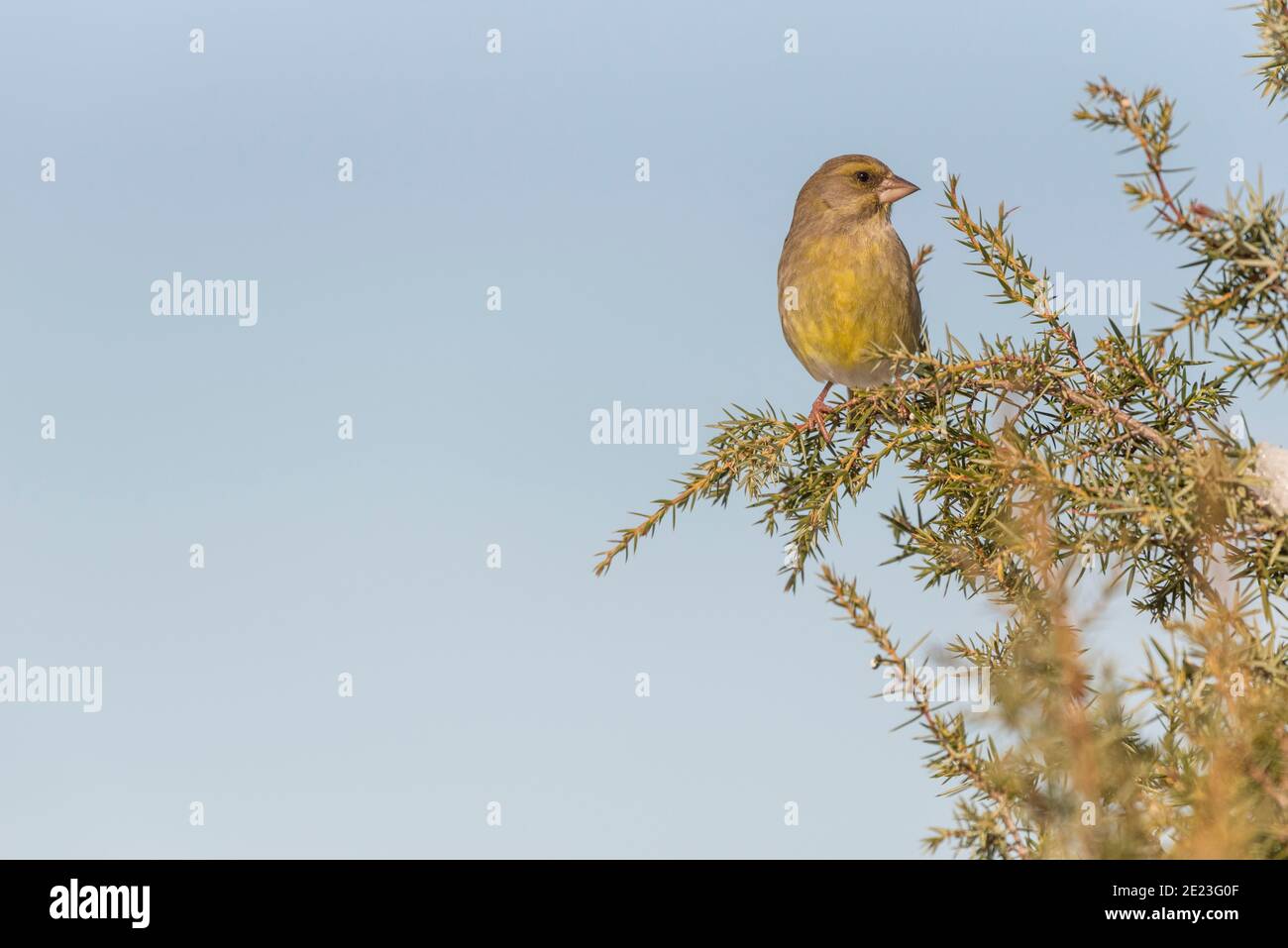European greenfinch Chloris chloris green granivorous bird perched in a tree Stock Photo