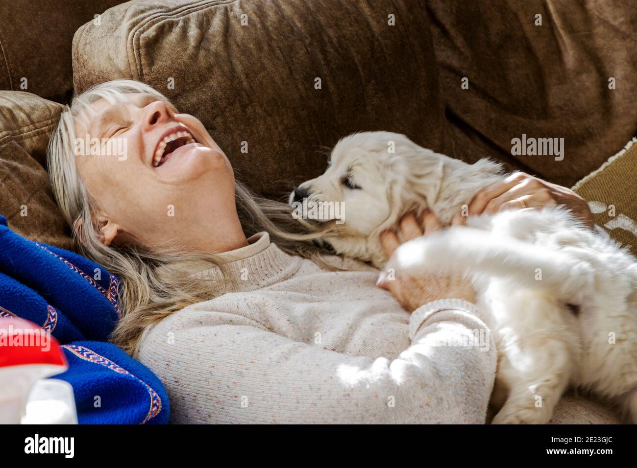 Woman holding seven week old Platinum, or Cream colored Golden Retriever puppy. Stock Photo