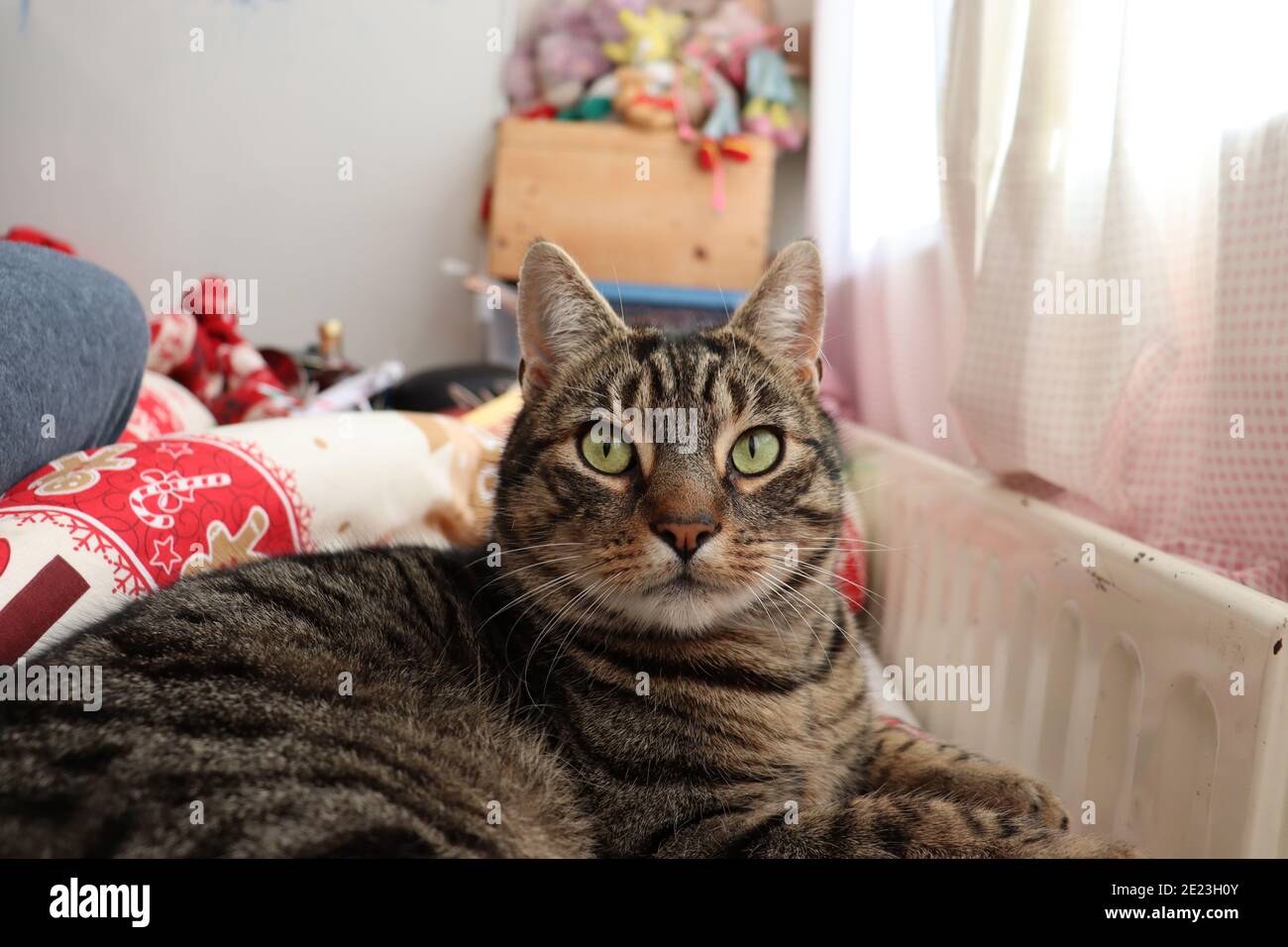 Tabby cat looking at the camera Stock Photo