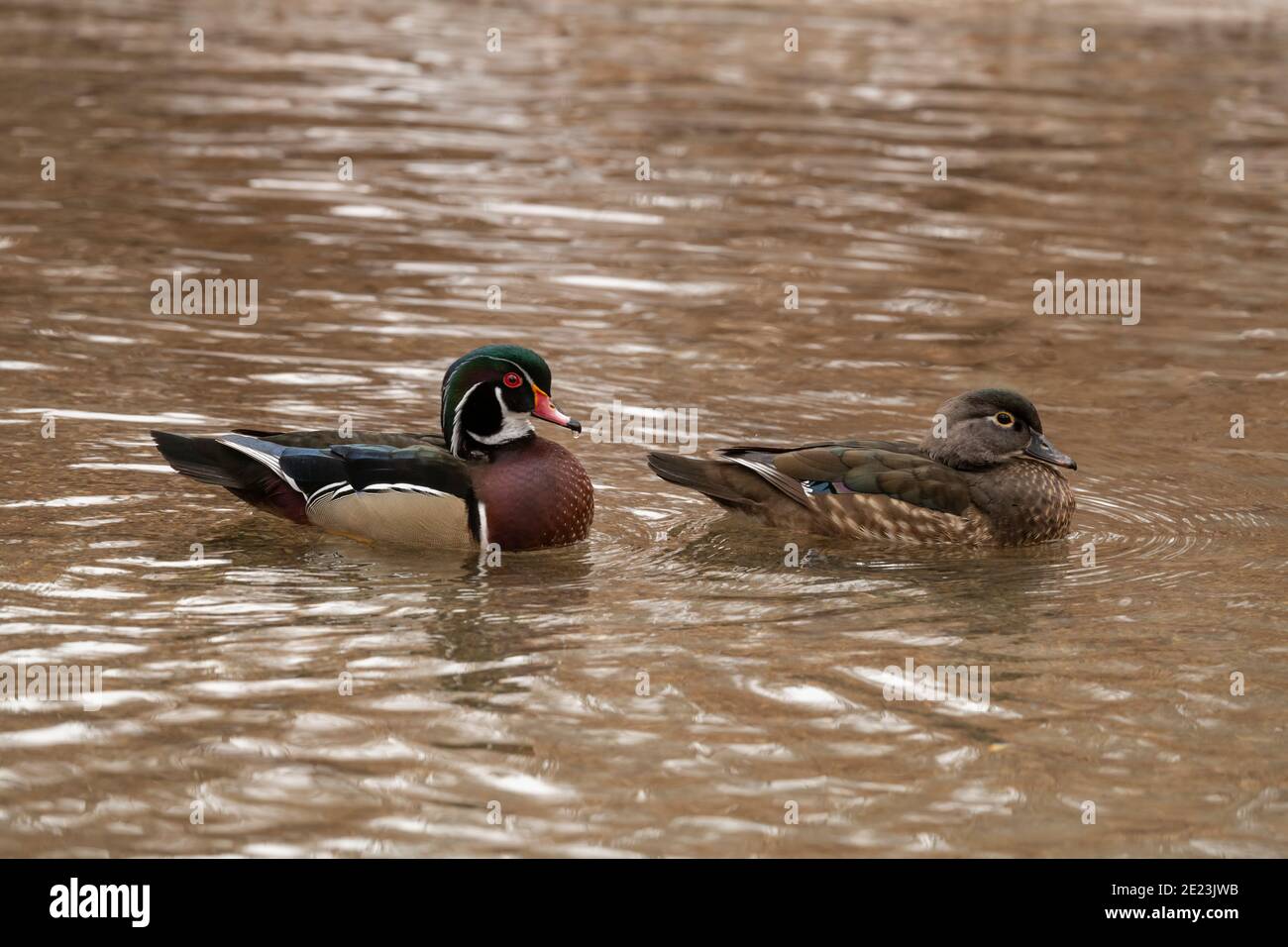 Wood ducks in Utah Stock Photo Alamy