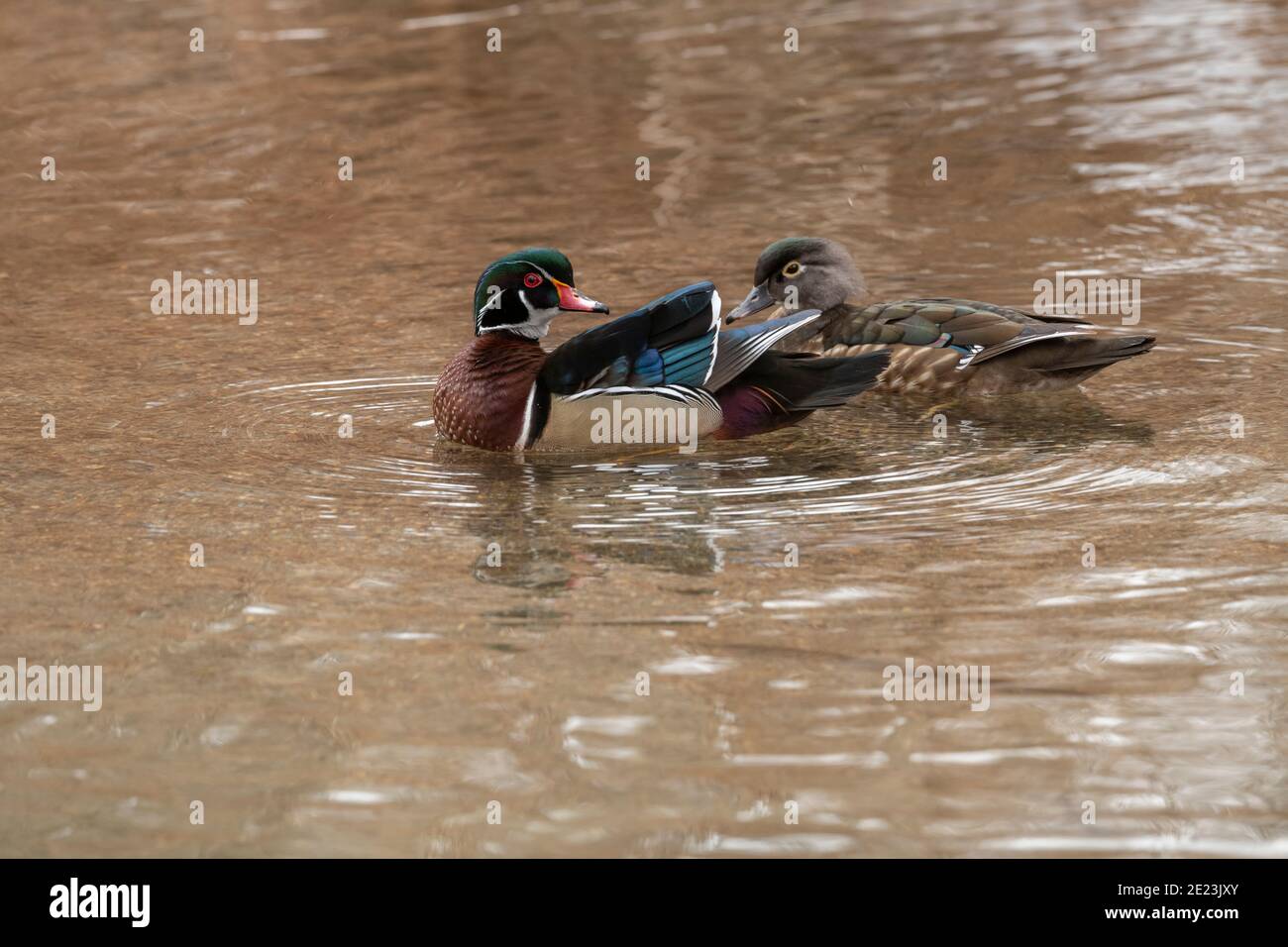 Hen wood duck hires stock photography and images Alamy