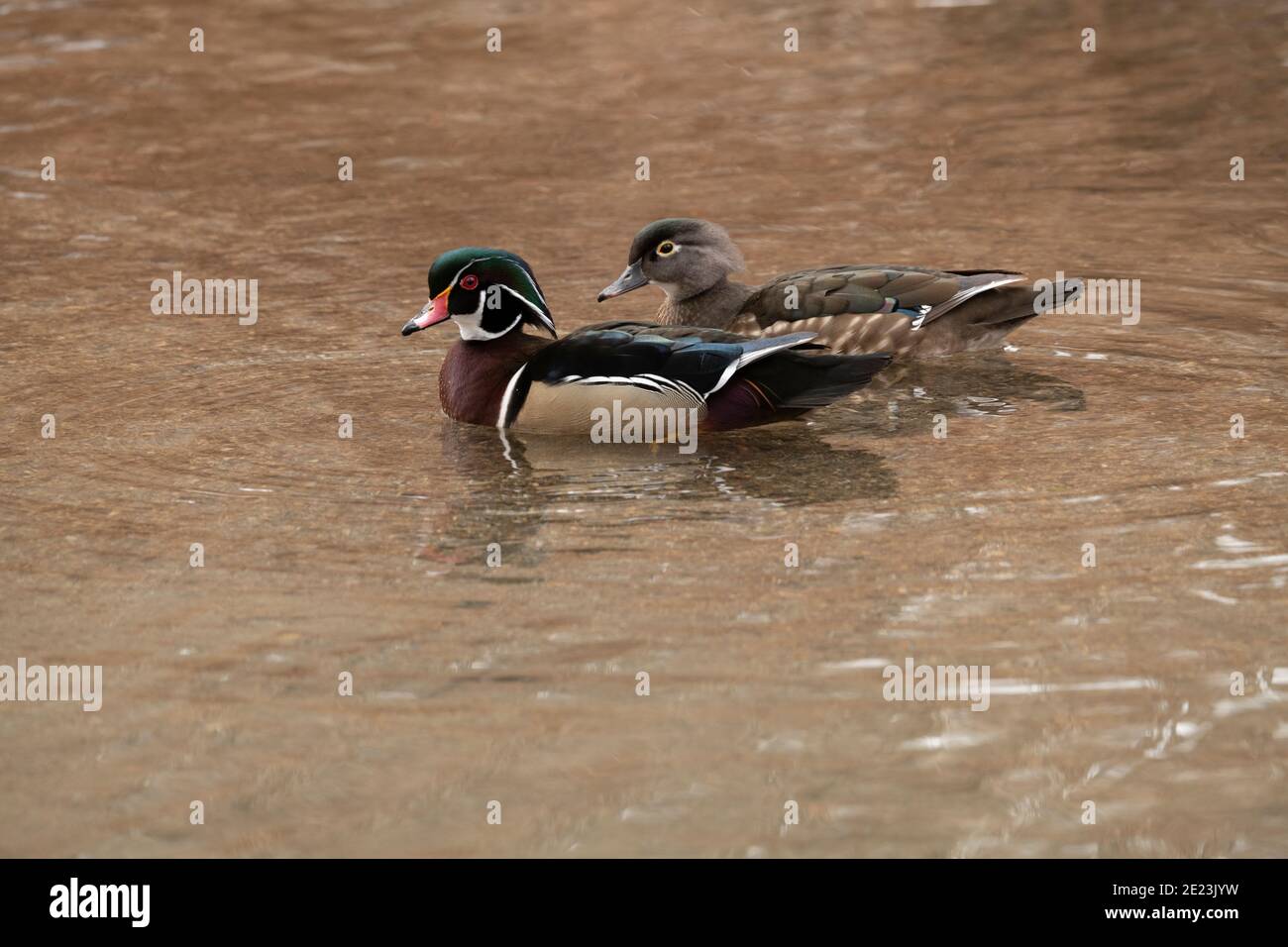 Hen wood duck hires stock photography and images Alamy