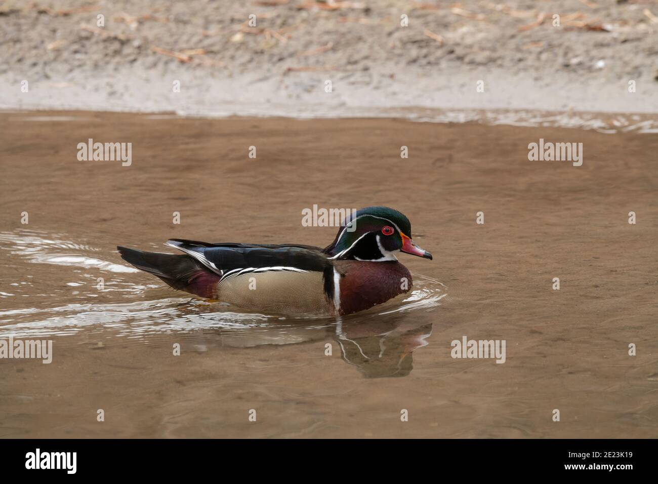 North american ducks hires stock photography and images Alamy