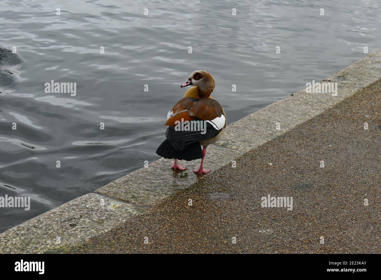 Bird by water in London. Egyptian goose has long neck pink legs bill brown upper wings head and eye patches It is distinguished by a beige chest patch Stock Photo