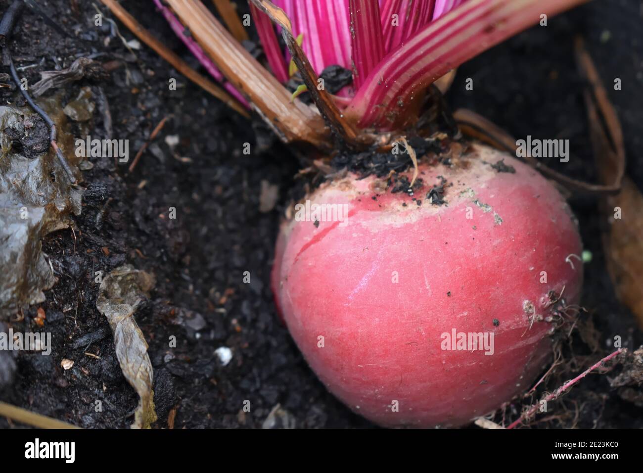Beetroot source of fiber iron vitamins Beetroots have health benefits