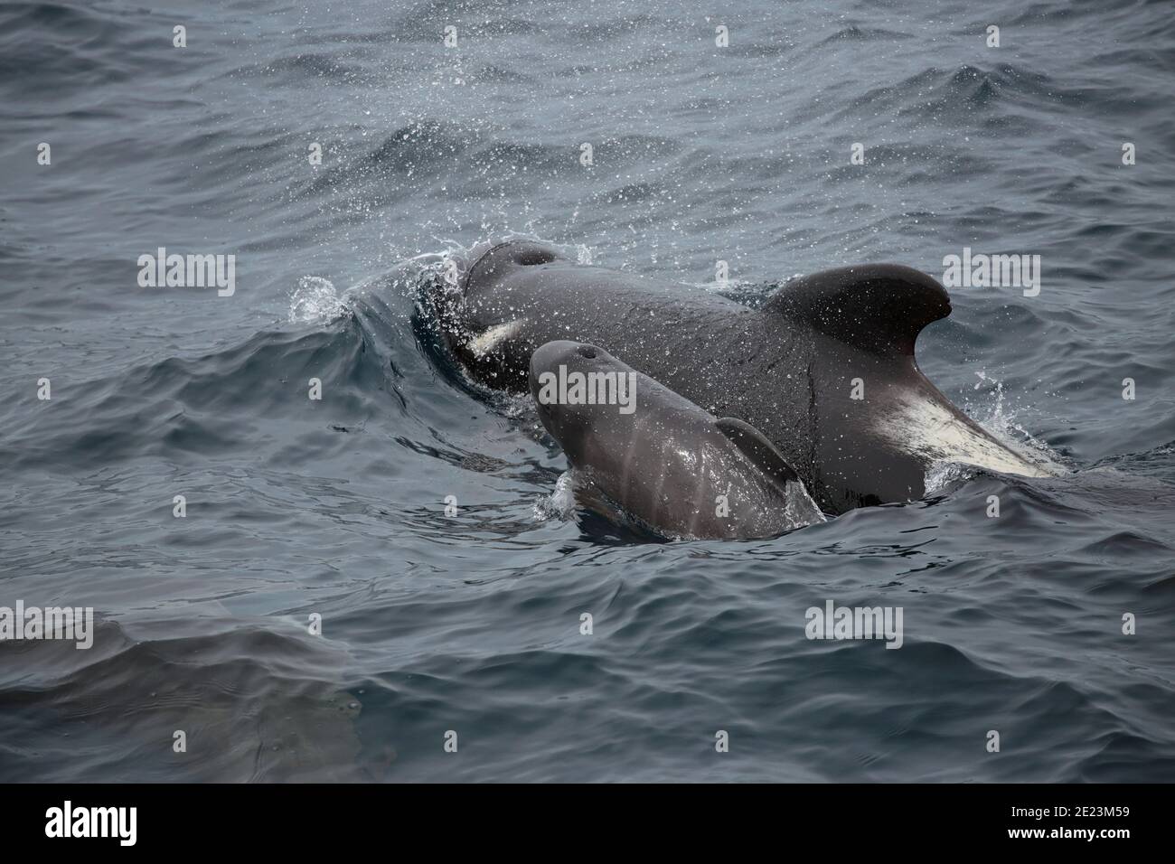 Long-finned Pilot Whale (Globicephalus melas), calf with adult, at sea, South Atlantic Ocean 2nd Dec 2015 Stock Photo