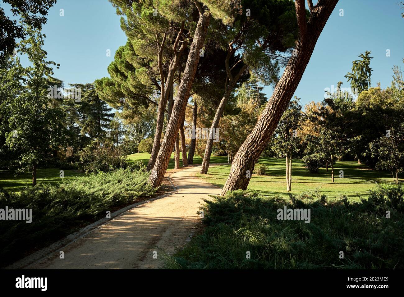 Picturesque scenery of narrow empty pathway going amidst tall stone pines growing in park under cloudless blue sky in Madrid Stock Photo
