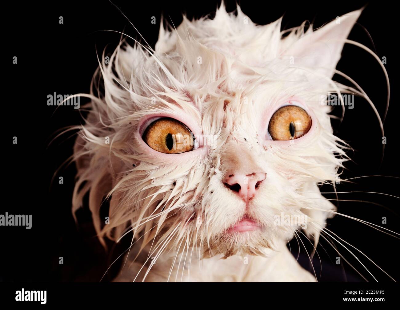 Persian cat mad hi-res stock photography and images - Alamy