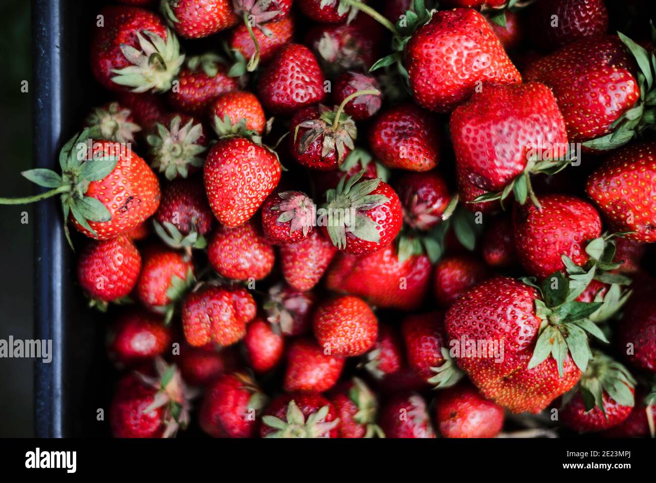 Cute strawberry plants growing hi-res stock photography and images - Alamy