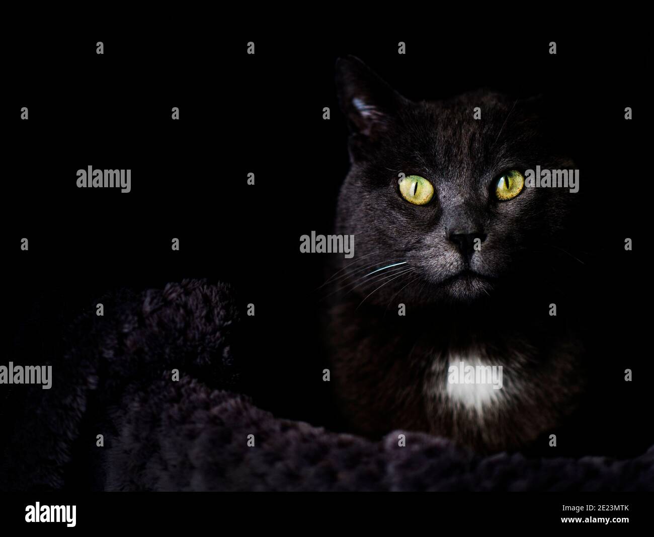 Black cat with green eyes looking at camera Stock Photo - Alamy