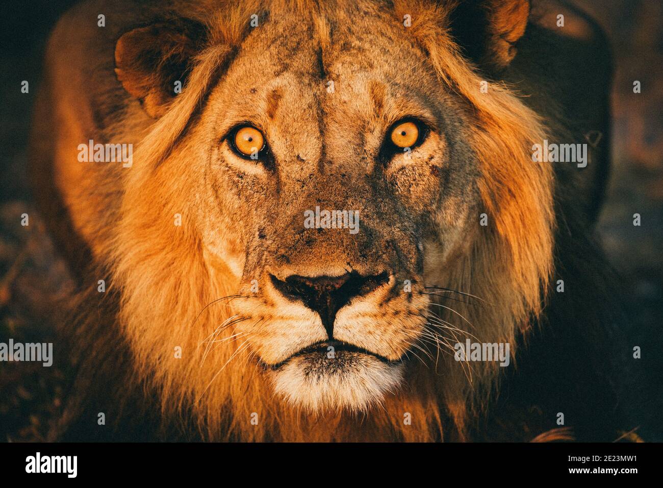 Lion starring at the camera with a fierce look Stock Photo
