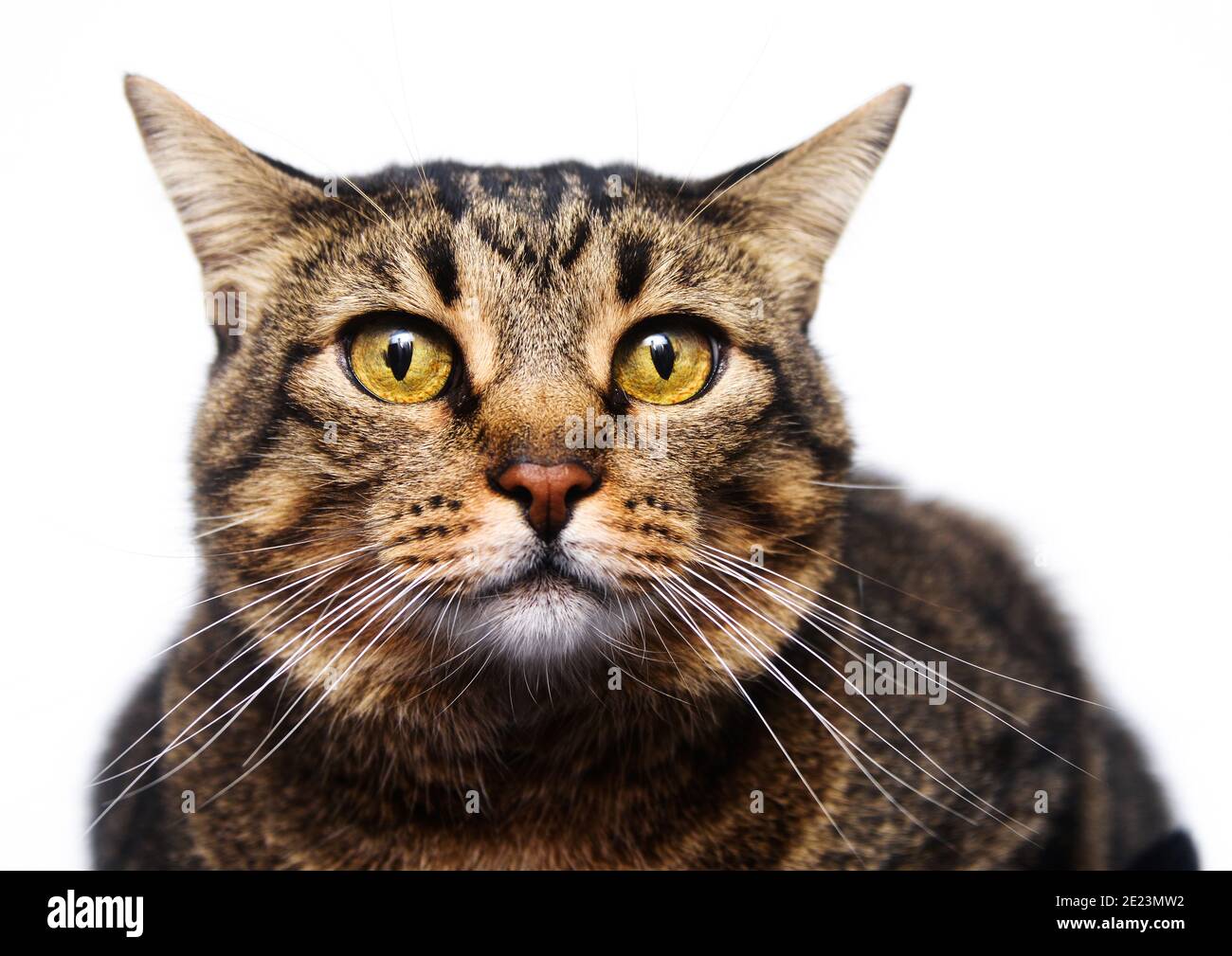 Portrait of senior tabby cat with yellow eyes Stock Photo - Alamy