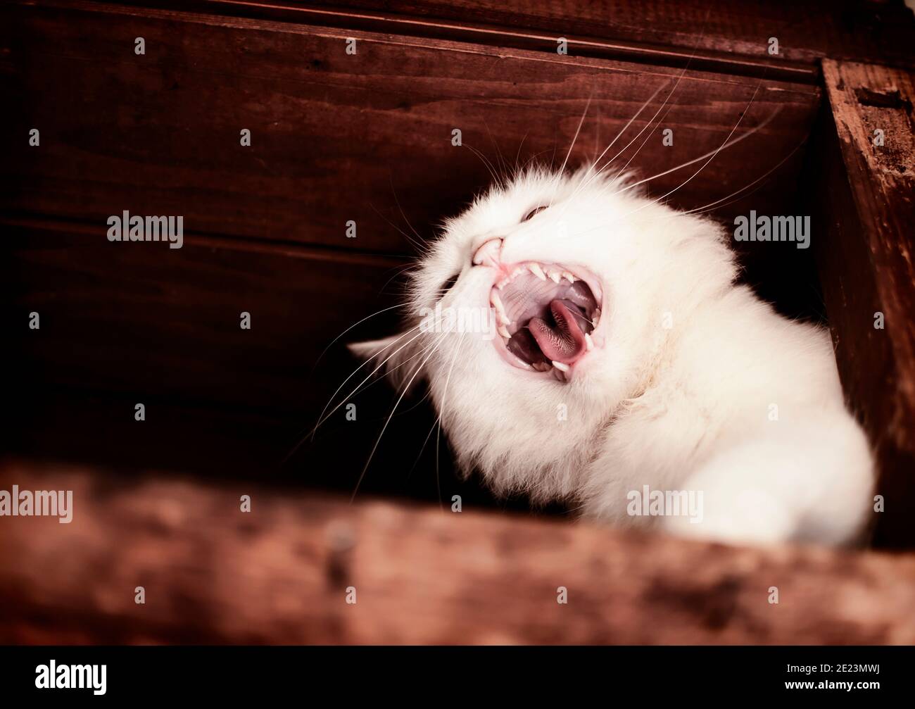 Really mad white cat hissing Stock Photo