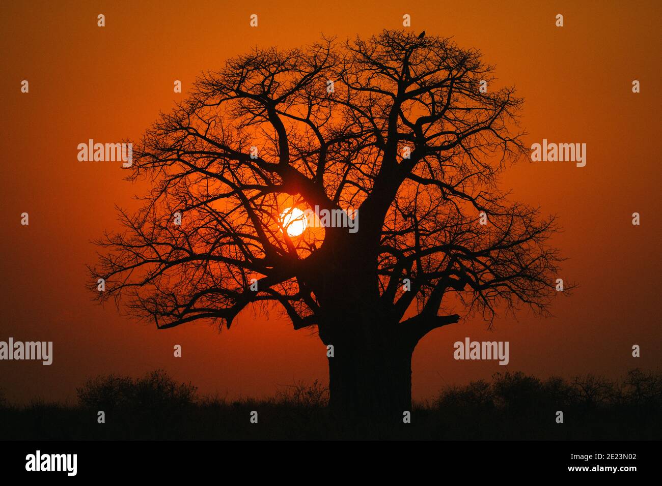 Baobab tree on a beautiful African sunset Stock Photo