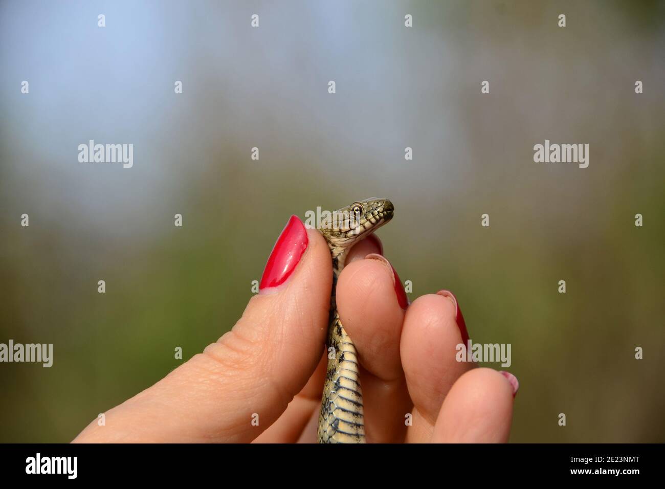 Selective focus shot of a female holding a little snake Stock Photo