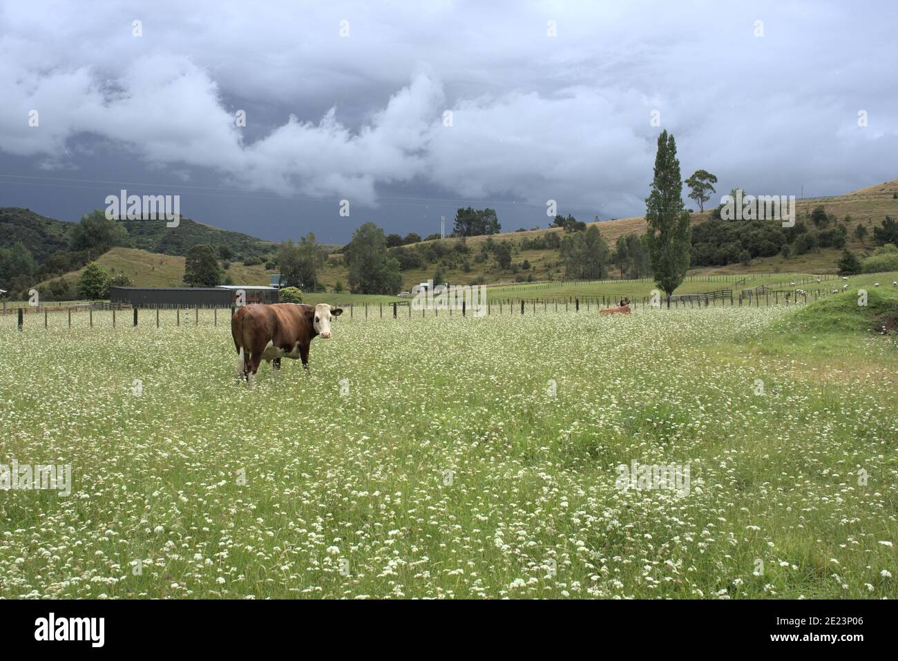 Cattle grazing in a grass field under the cloudy sky Stock Photo - Alamy