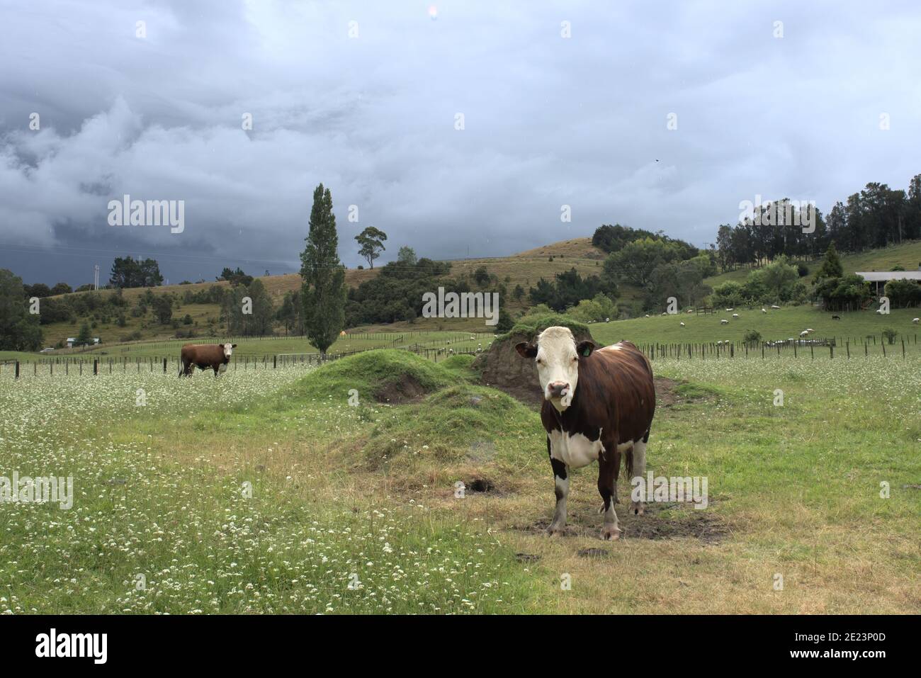 Cattle grazing in a field under the cloudy sky Stock Photo - Alamy