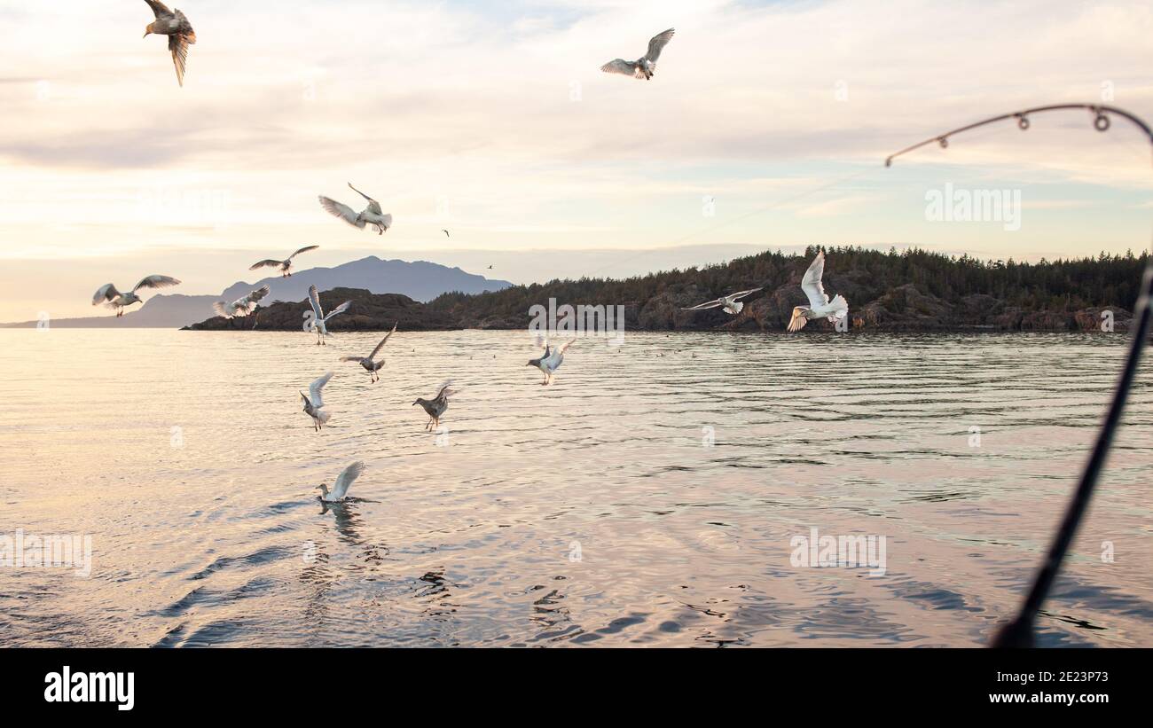 A sailboat with a fishing rod behind trolls for fish, but has a flock of seagulls chasing it instead along British-Columbia's Sunshine Coast Stock Photo