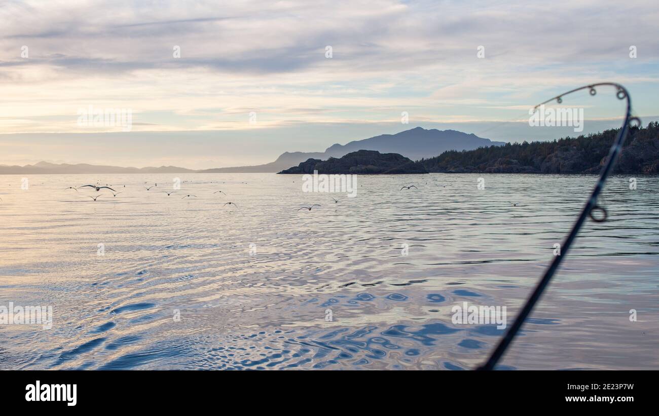 A sailboat with a fishing rod behind trolls for fish, but has a flock of seagulls chasing it from the distance along British-Columbia's Sunshine Coast Stock Photo