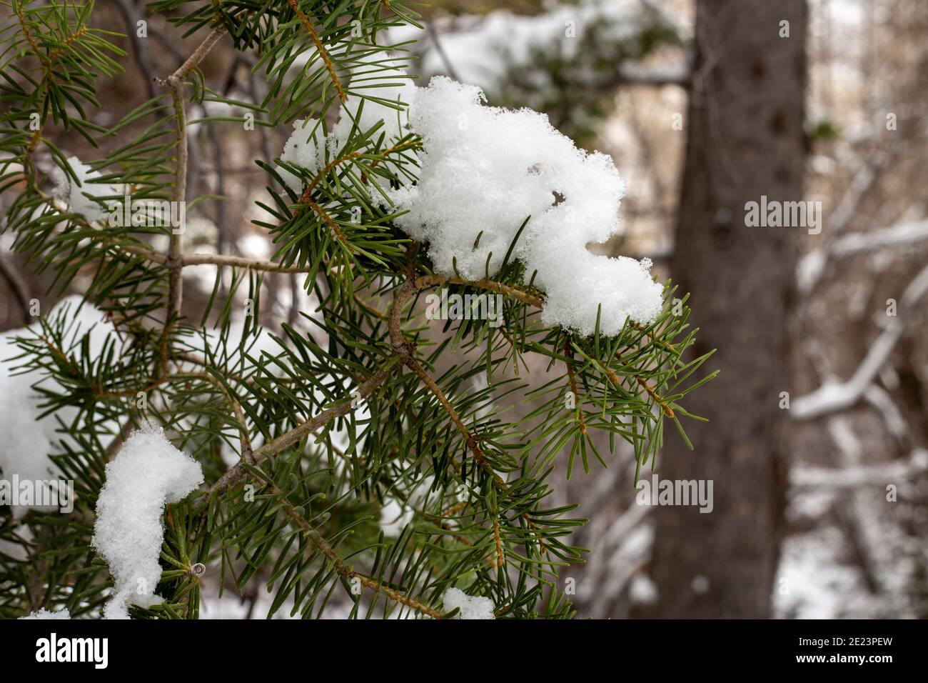 Melting snow on fir hi-res stock photography and images - Alamy