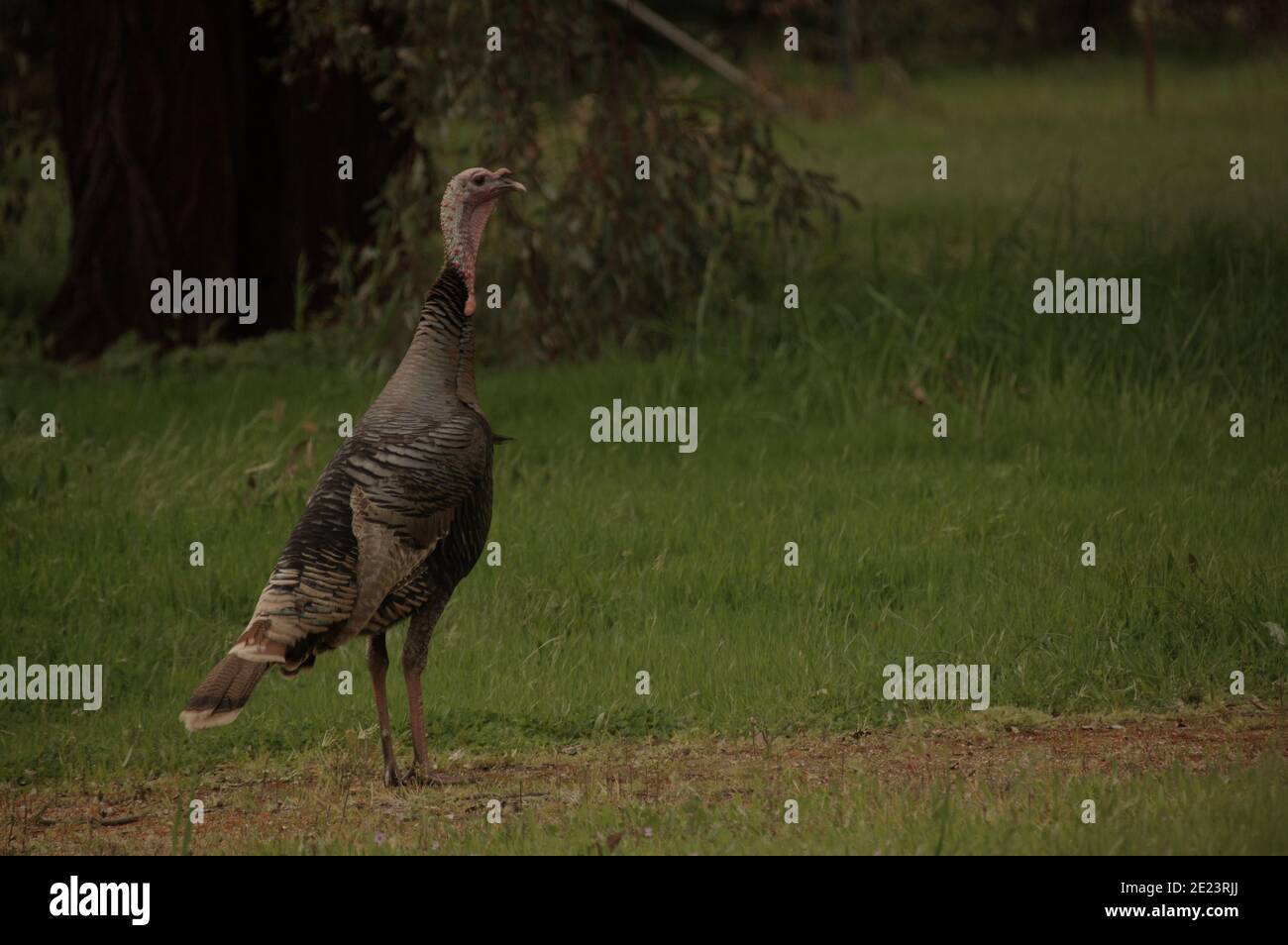 A wild turkey outside near a school playground Stock Photo - Alamy