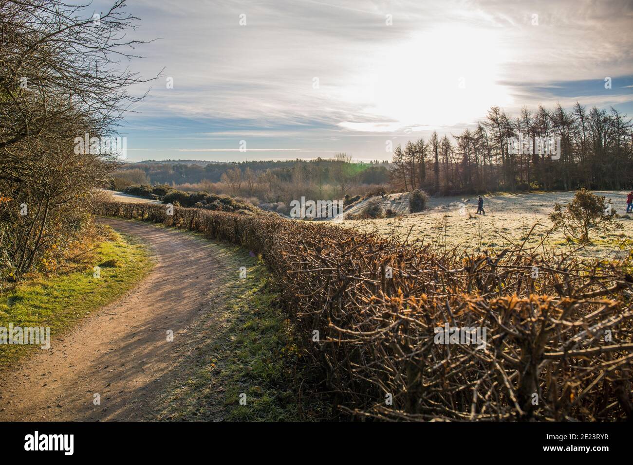 Forest sunny landscape Stock Photo - Alamy