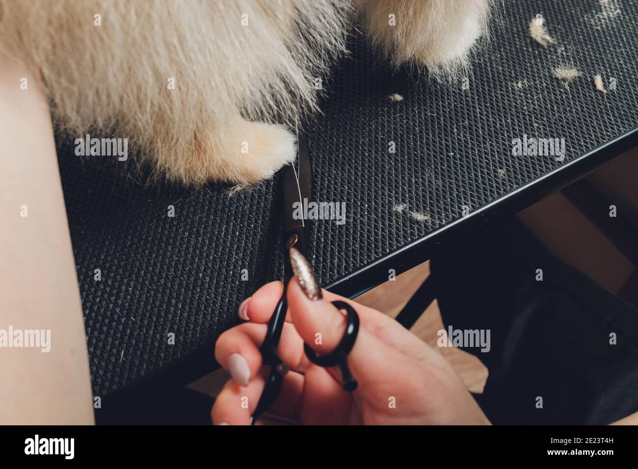 professional groomer trimming longharied dog paws, animal foot care