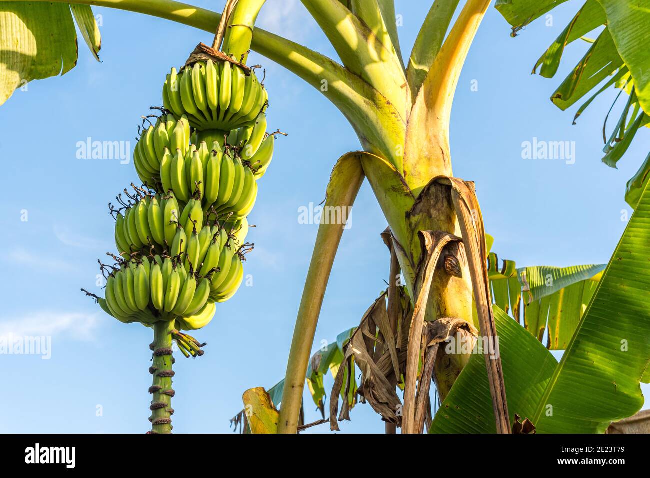 https://c8.alamy.com/comp/2E23T79/bunch-of-unripe-bananas-on-tree-against-blue-sky-tropical-garden-in-vietnam-2E23T79.jpg
