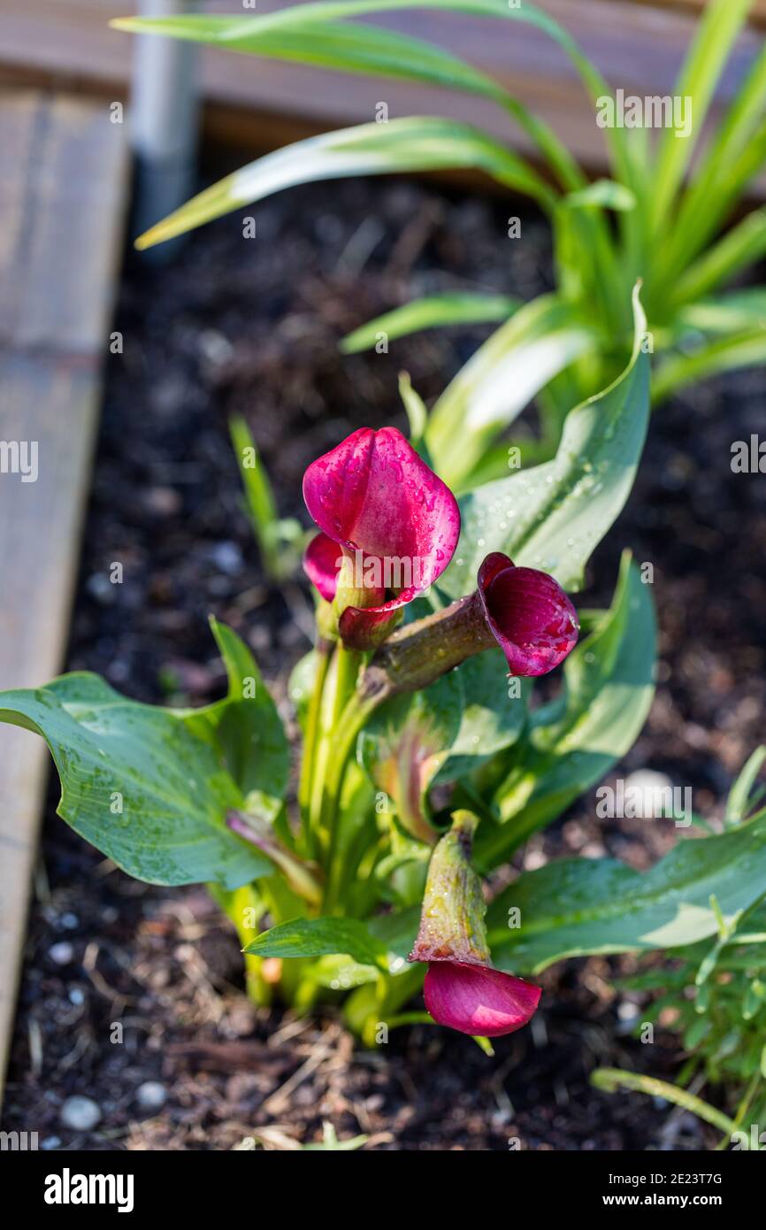 Calla, Kalla (Zantedeschia hybrid) Stock Photo
