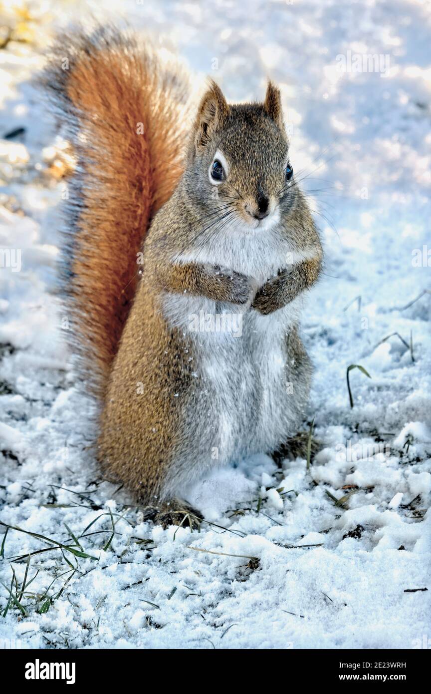 A red squirrel (Tamiasciurus hudsonicus), standing in the snow in his winter habitat in rural Alberta Canada. Stock Photo