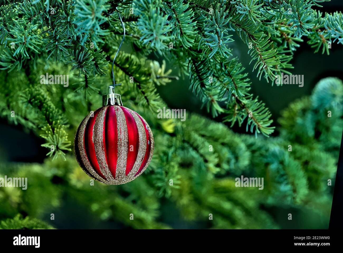 A red Christmas tree ornament that was placed on an evergreen tree on a hiking trail in rural Alberta Canada. Stock Photo