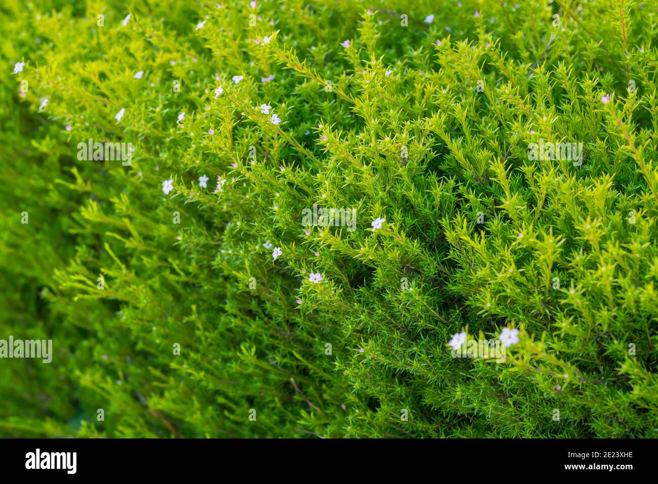 Cape May plant (Coleonema album), an attractive evergreen shrub with tiny flowers close up in the garden Stock Photo