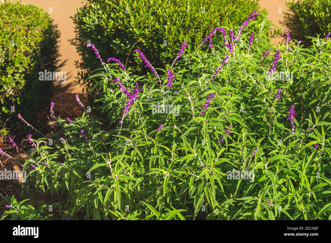 Mexican bush sage (Salvia leucantha) close up in sunny day in the garden Stock Photo