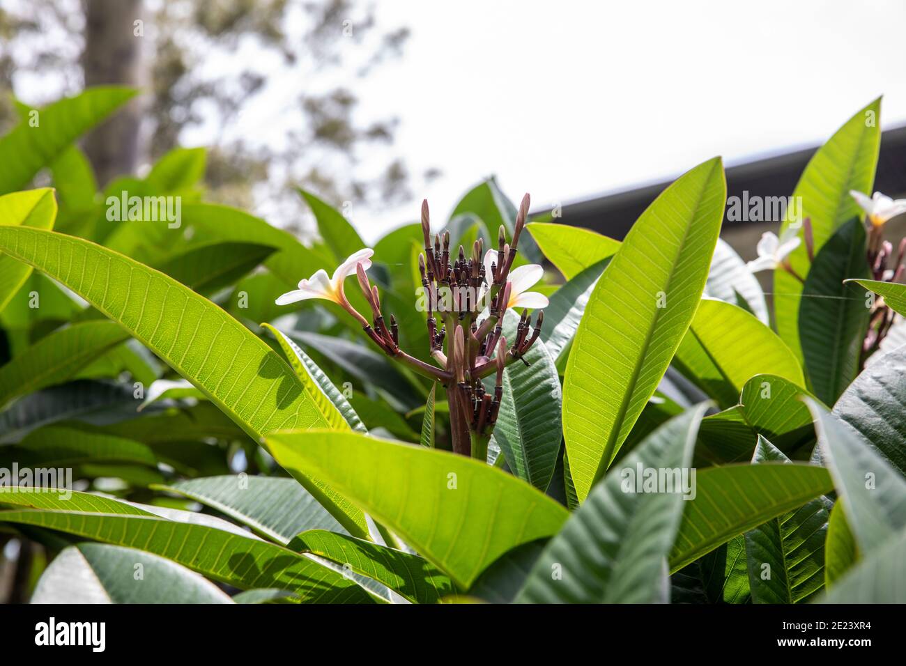 Plumeria frangipani tree in Sydney during summer with buds and yellow