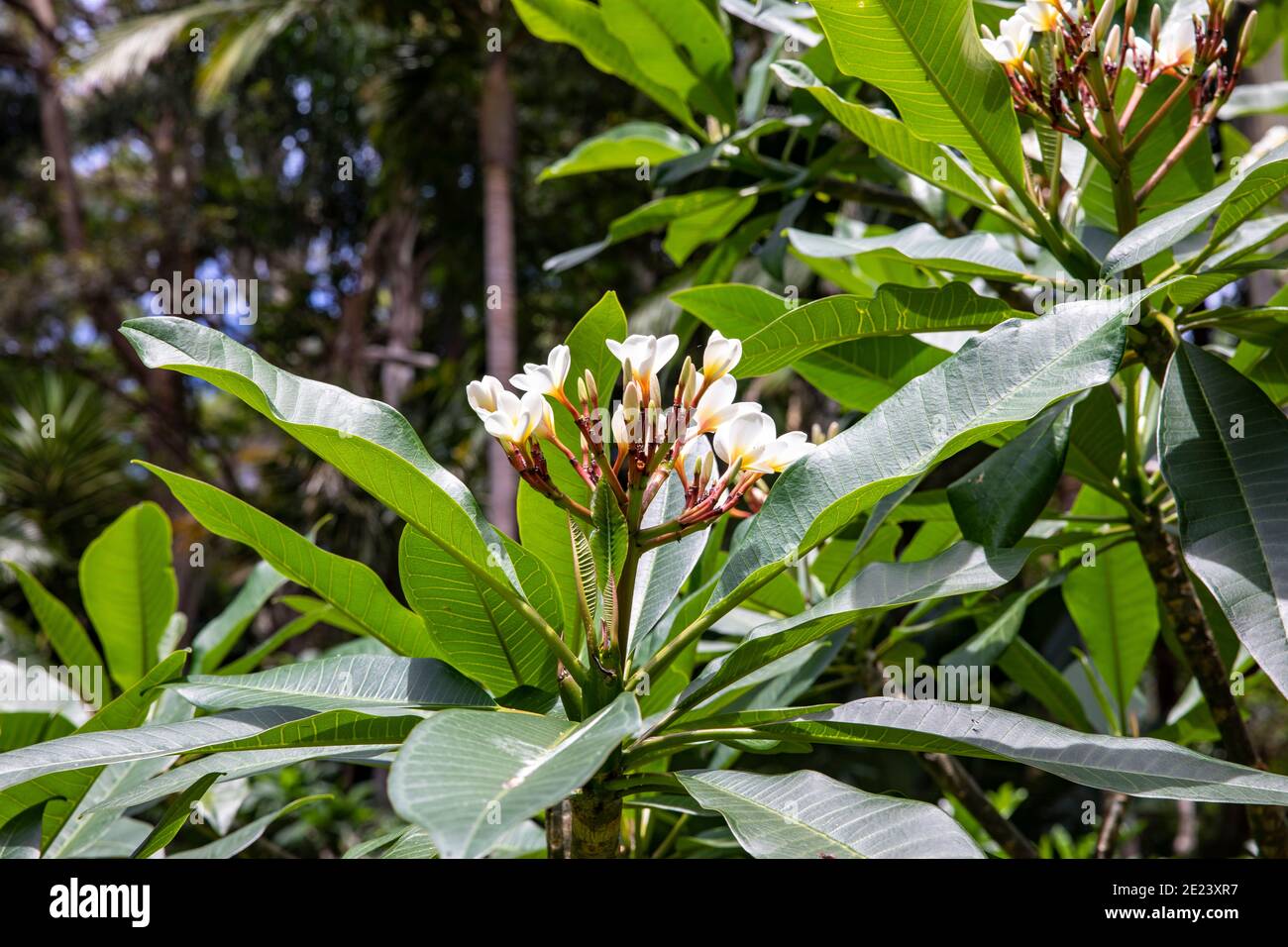Plumeria frangipani tree in Sydney during summer with buds and yellow
