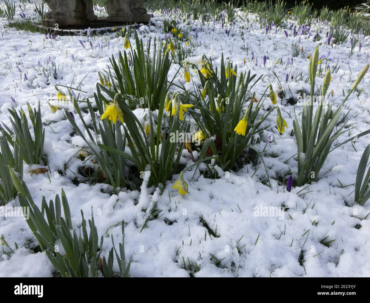 Daffodils growing in the snowy ground Stock Photo Alamy