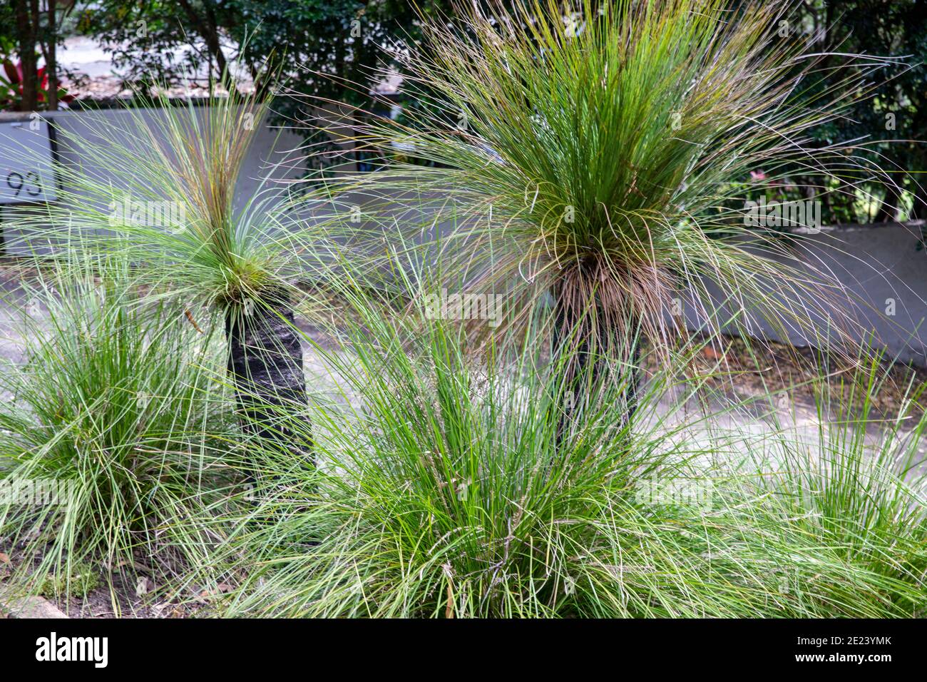 Xanthorrhoea australis tree hires stock photography and images Alamy